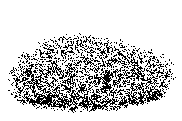 Image of a lichen