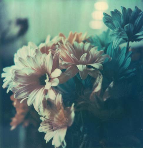 A polaroid of a bouquet of flowers