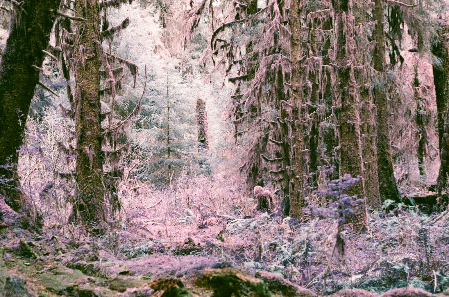 The Olympic Rainforest shot in Lomochrome purple