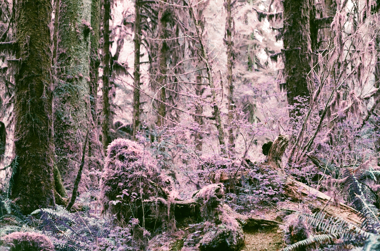 The Olympic Rainforest shot in Lomochrome purple