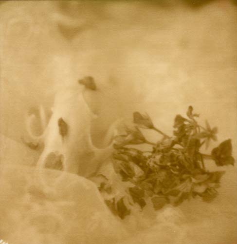 A raccoon skull and some wilted plants are nestled within a lace fabric.