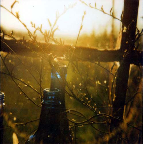 Light reflects off a close up of two blue bottles in the foreground surrounded by plants.